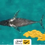 نهنگ‌ها این آلت‌کوین را خالی کردند؛ ریزشی در پیش است؟