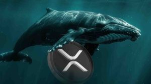شرط‌بندی ۶ میلیون دلاری نهنگ‌ بزرگ روی ریپل! قیمت XRP آماده انفجار است؟