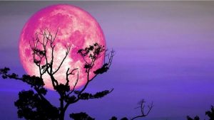 تاریخ دقیق رویت ماه توت‌ فرنگی خرداد ۱۴۰۴ / ۲ شب ماه صورتی می‌شود