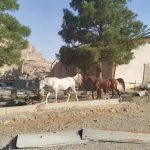 حمله کورکورانه رژیم صهیونیستی به ۲ اصطبل پرورش اسب در کرمانشاه