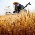 کاهش ۳۰ درصدی گندم در کشور/ ماجرا چیست؟