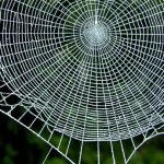 بزرگترین تار عنکبوت جهان کشف شد + ویدئو