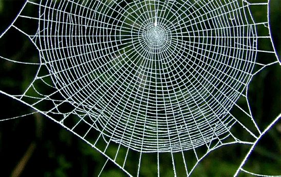 بزرگترین تار عنکبوت جهان کشف شد + ویدئو