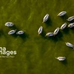 تصاویر| غارغارک‌ها؛ مهمانان سفیدبال خزر