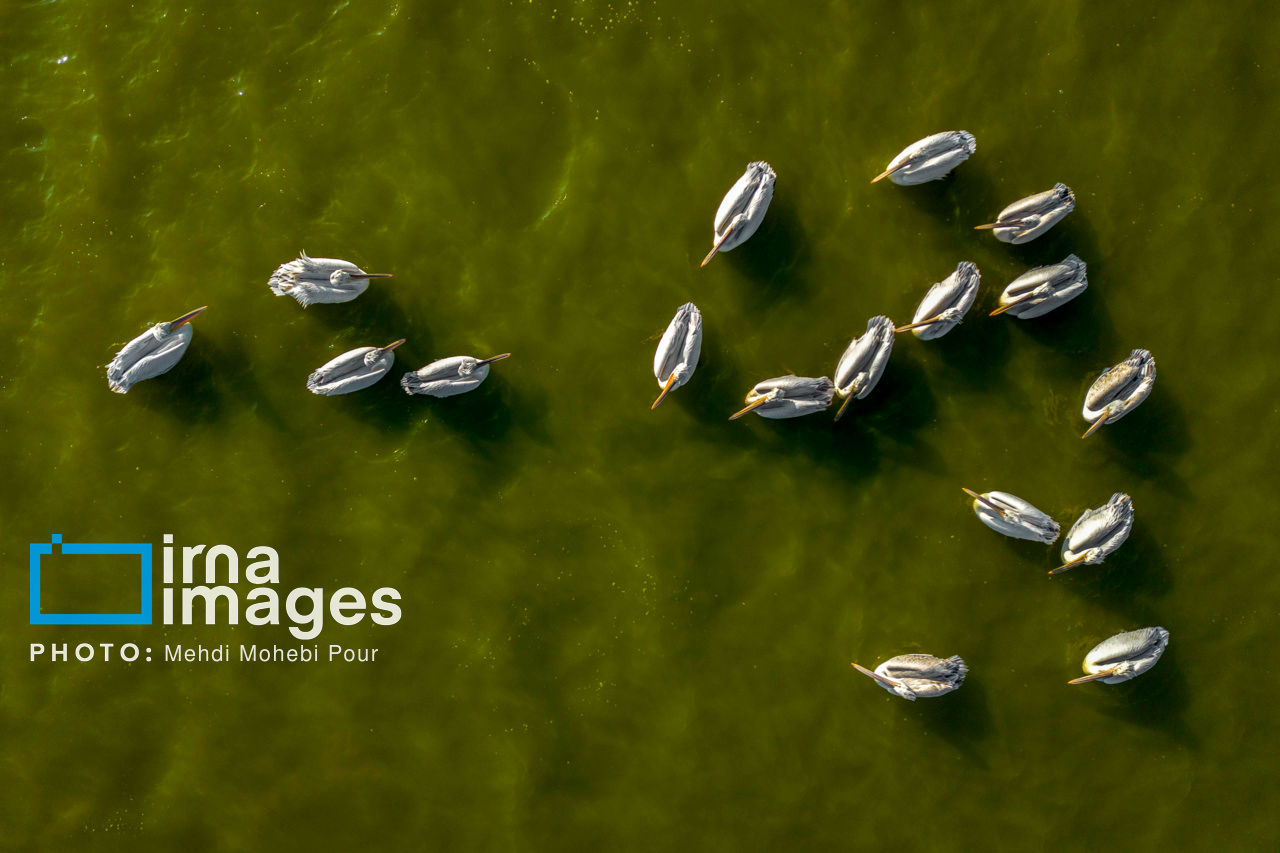 تصاویر| غارغارک‌ها؛ مهمانان سفیدبال خزر