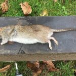 پرسه شوکه‌کننده یک موش میان سینی‌های شیرینی فروشی / رسوایی بهداشتی قنادی مشهور برملا شد + فیلم