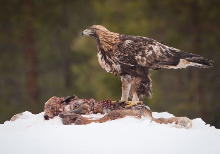 عقاب طلایی در اتفاعات برف‌گیر البرز + فیلم