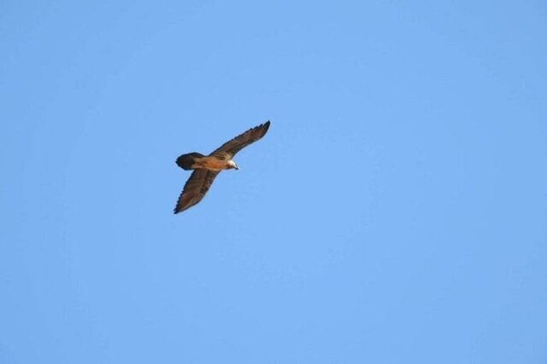 مشاهده هما در آسمان پارک ملی صیدوا+ فیلم