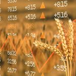 صعود قیمت گندم در میانه تنش‌های دریای سیاه