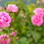 محصول ایرانی در بازار عربستان ترند شد