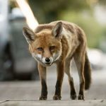 شکار موش توسط روباه در میدان شهدای هفتم تیر تهران+ فیلم