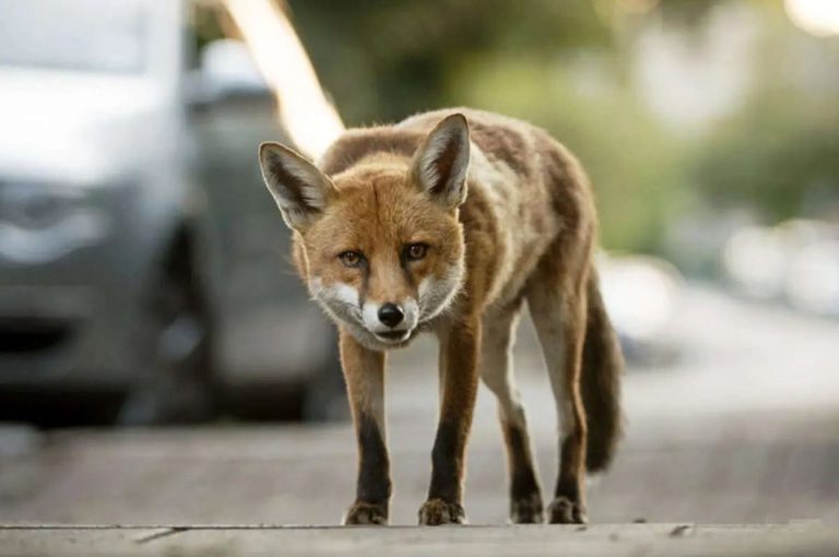 شکار موش توسط روباه در میدان شهدای هفتم تیر تهران+ فیلم