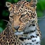 پلنگ ایرانی در پارک ملی لار دیده شد