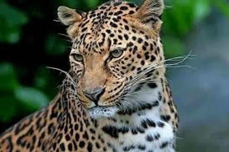 پلنگ ایرانی در پارک ملی لار دیده شد