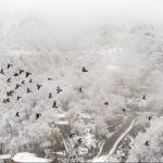 هواشناسی استان فارس ۶ دی ۱۴۰۴ / این شهرستان‌ها منتظر بارش برف و باران باشند