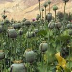 اعلام تصمیم نهایی درمورد کشت خشخاش / تاریخ کشت اول در ایران مشخص شد