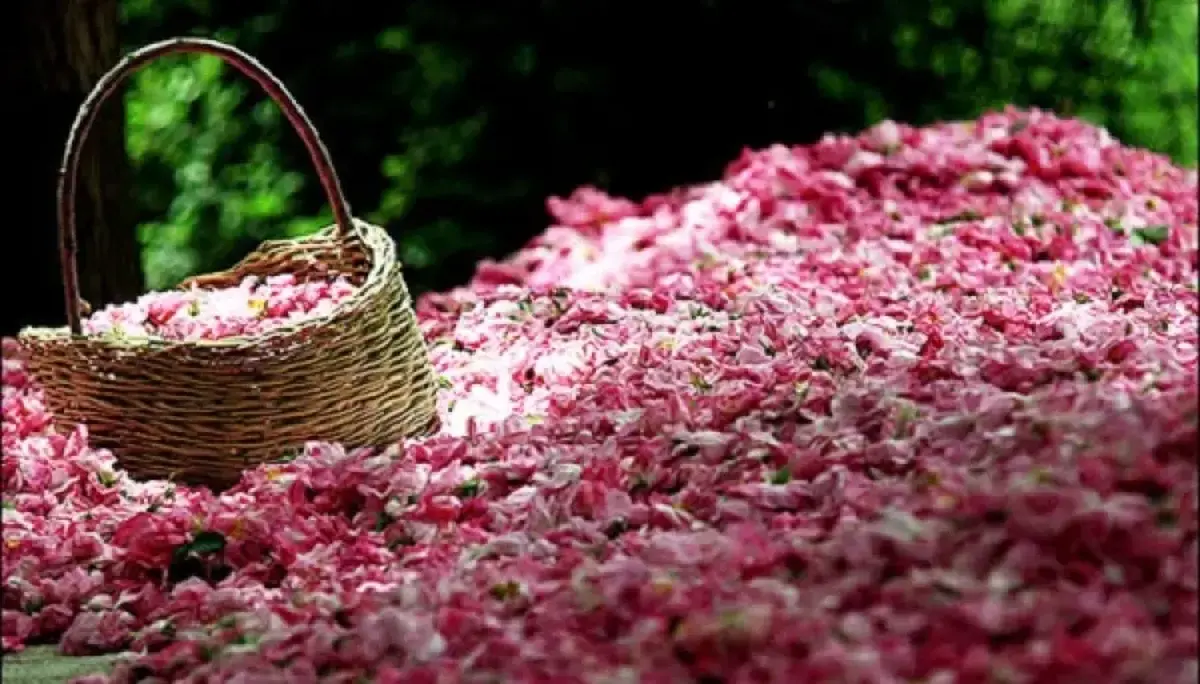 رونمایی از لوکس‌ترین گلاب ایرانی در دبی+ فیلم