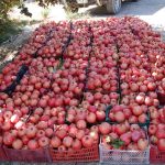 حال و هوای یلدایی میادین میوه و تره‌بار تهران