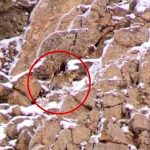 ثبت تصویر پلنگ ایرانی در نزدیکی تهران