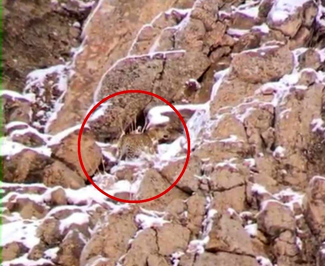 ثبت تصویر پلنگ ایرانی در نزدیکی تهران