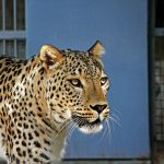 مشاهده پلنگ ایرانی در ارتفاعات فیروزکوه +عکس