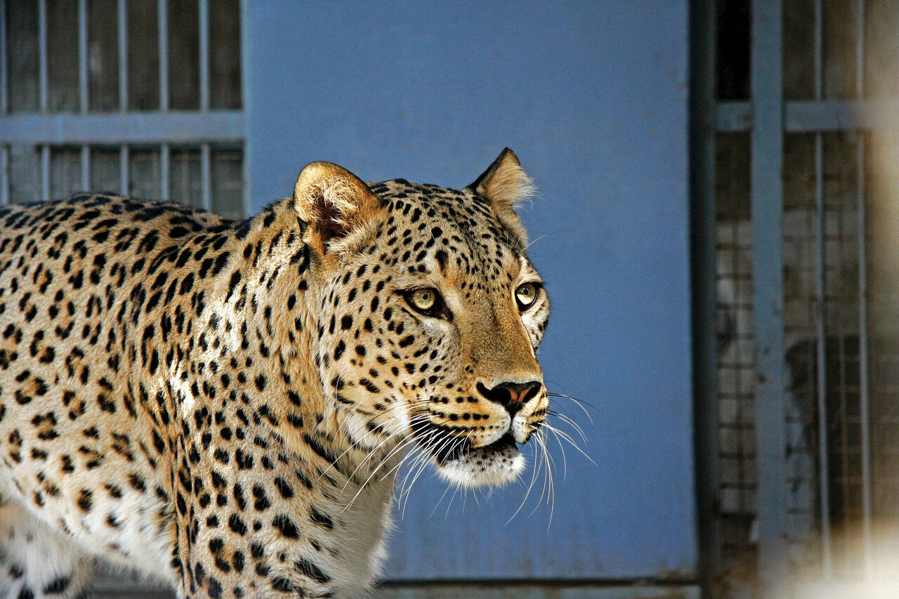 مشاهده پلنگ ایرانی در ارتفاعات فیروزکوه +عکس