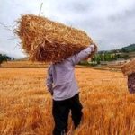 قیمت گندم افزایش می یابد؟/ گندمکاران حتما بخوانند