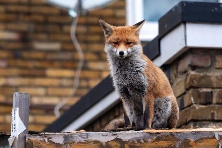 هجوم حیوانات وحشی به خیابان‌های تهران/ مردم مراقب باشند