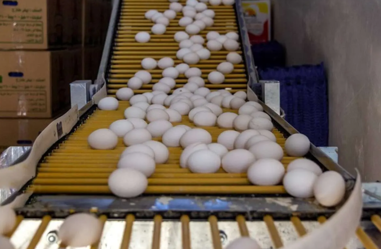 جدیدترین قیمت تخم مرغ در بازار امروز ۱۰ بهمن ۱۴۰۴/ هر شانه چند؟
