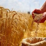 55 همت بدهی دولت به نانوایان + جزئیات