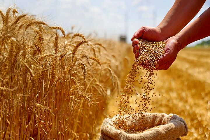  55 همت بدهی دولت به نانوایان + جزئیات