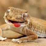 ۸ سال زندان برای مردی که می خواست مارمولک از کشور خارج کند