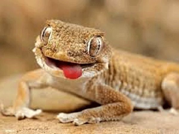 ۸ سال زندان برای مردی که می خواست مارمولک از کشور خارج کند