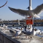 کاکاییها؛ میهمان رودخانه خشک شیراز