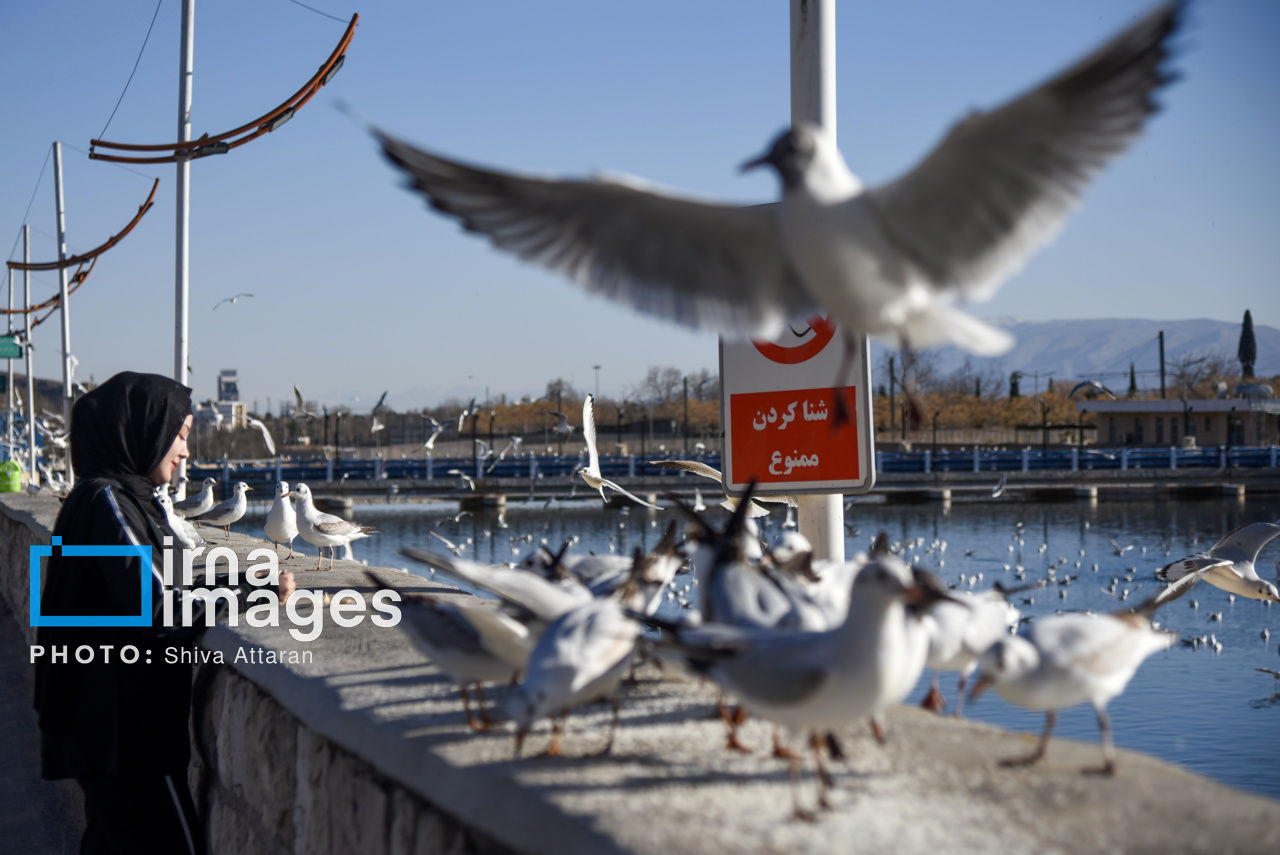 کاکایی‌ها؛ میهمان رودخانه خشک شیراز