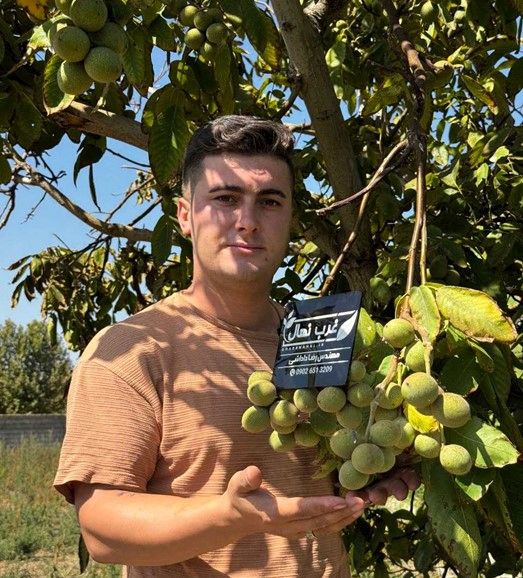 عجله کنید! فرصت محدود خرید نهال یارانه‌ای گردو و بادام فقط ۳۵ هزار تومان