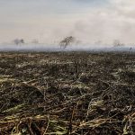 آتش‌سوزی در تالاب انزلی / بیش از ۱۰ هکتار نیزار طعمه حریق شد/ یک متهم بازداشت شد