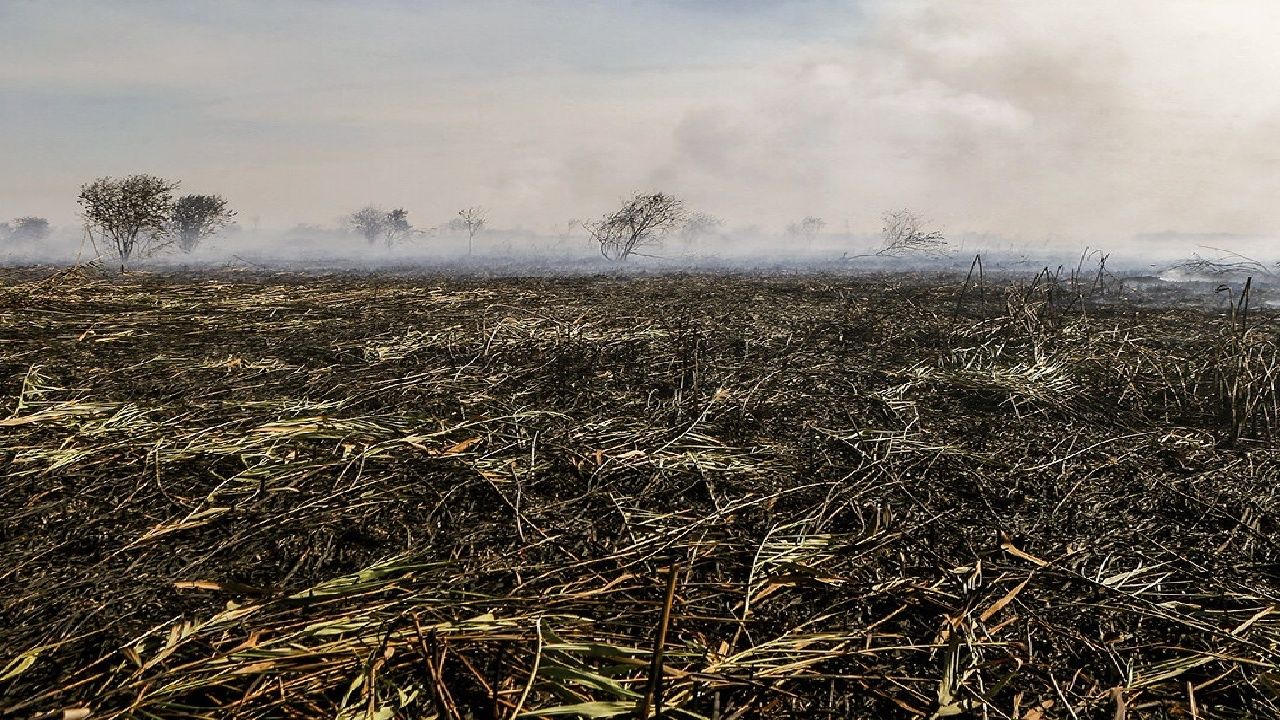 آتش‌سوزی در تالاب انزلی / بیش از ۱۰ هکتار نیزار طعمه حریق شد/ یک متهم بازداشت شد