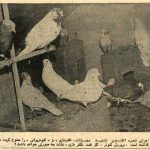 مصوبه «کفتربازی» در هیات دولت تصویب شد + عکس