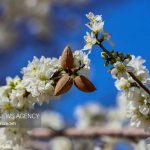 تصاویر| بهار زودرس در دل کویر