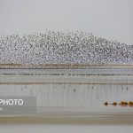 تصاویر| سرشماری پرندگان مهاجر