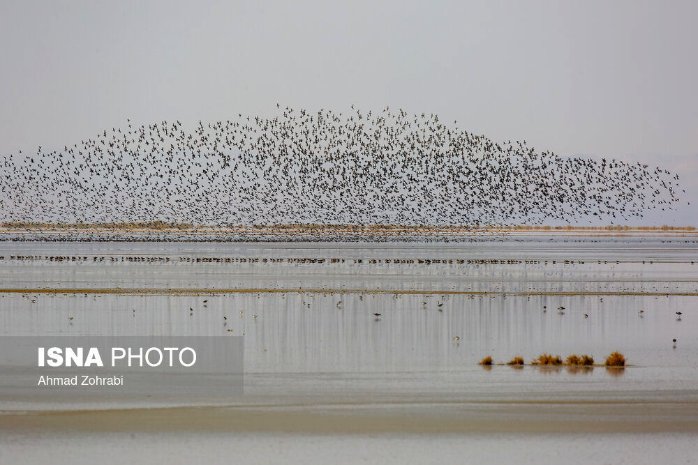 تصاویر| سرشماری پرندگان مهاجر