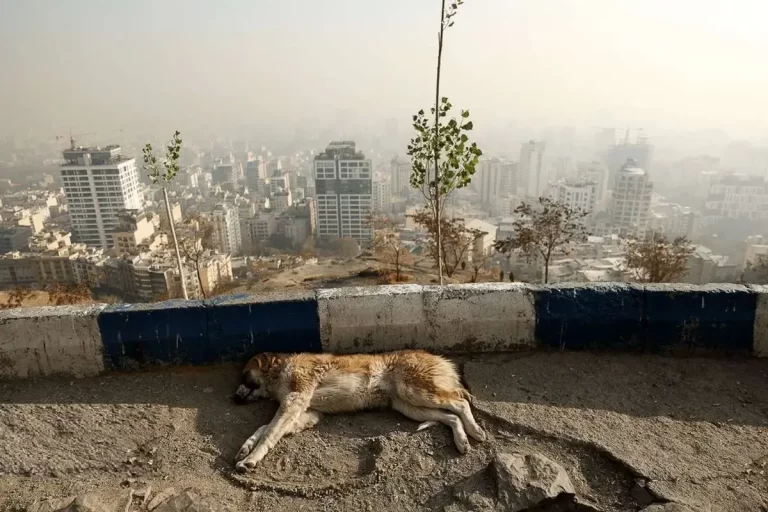 ویتامین‌های مفید برای مقابله با آلودگی هوا/ هشدار جدی به بیماران قلبی