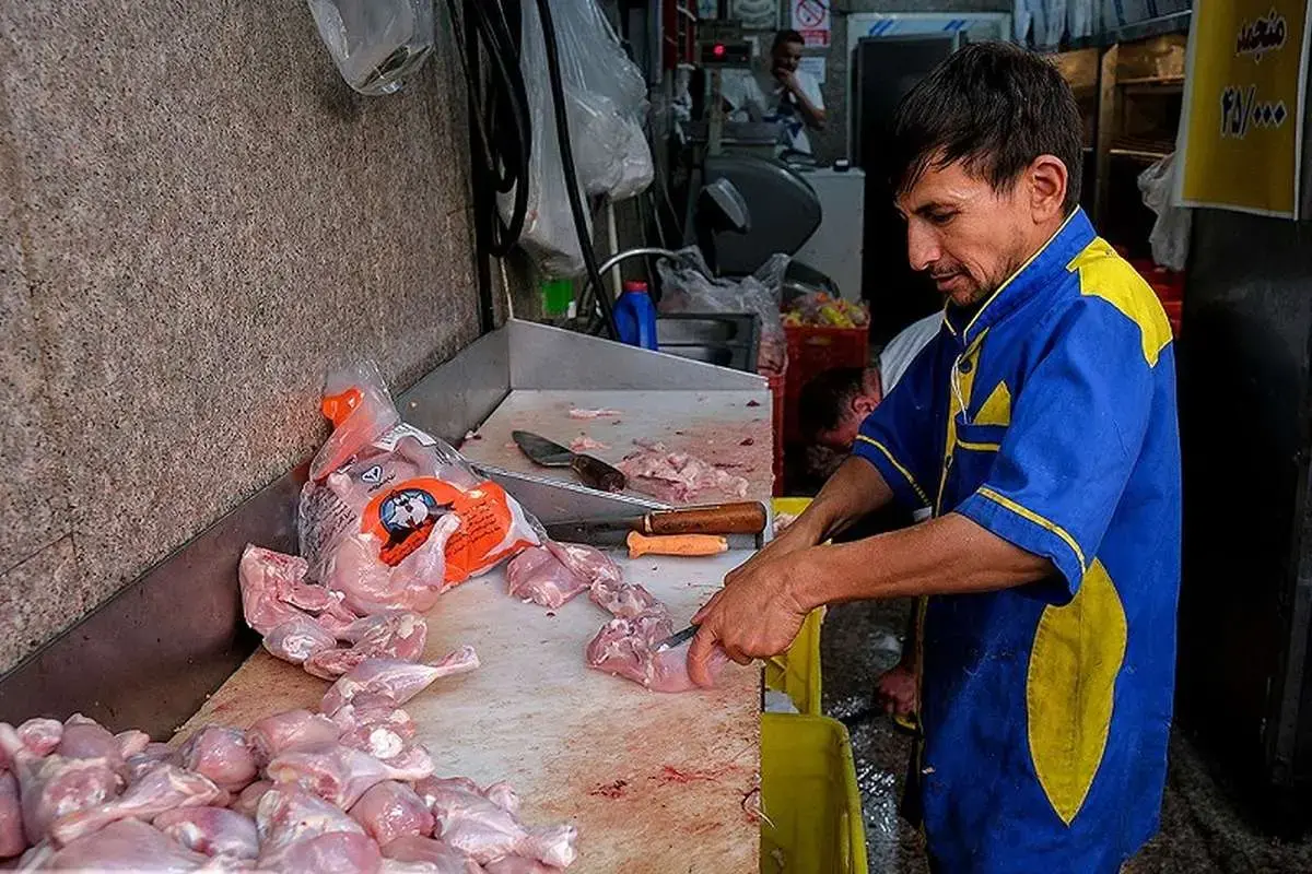 آغاز عرضه مرغ تنظیم بازاری/ مرغ گرم به کیلویی چند تومان رسید؟