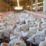 شرایط جدید تحویل نهاده‌های دامی به مرغداران اعلام شد