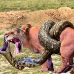 ثبت رکورد عجیب بزرگترین مار وحشی جهان + فیلم