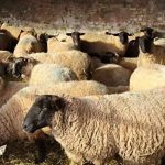 قیمت جدید دام زنده اعلام شد