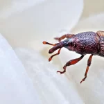 روش قطعی برای از بین بردن سوسک برنج در خانه