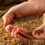 زمان تعیین قیمت جدید گندم مشخص شد