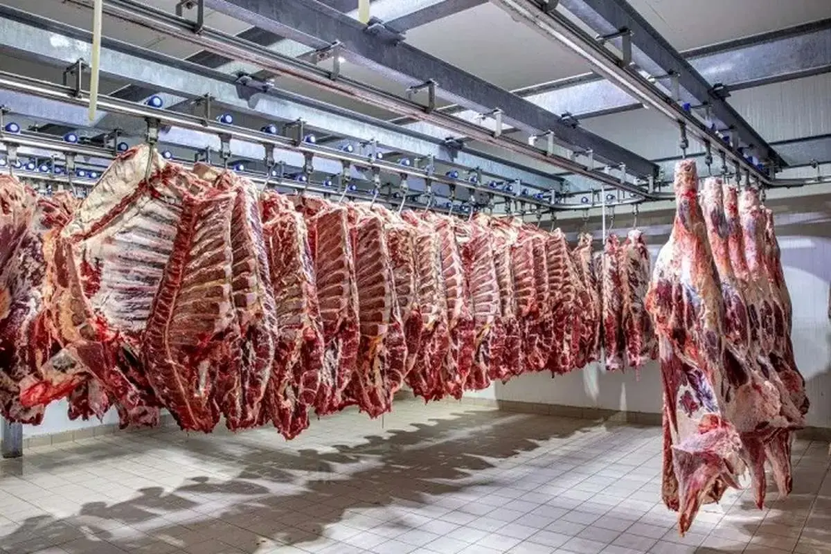 آغاز کاهش قیمت‌ها در بازار گوشت/ گوشت گوساله و گوسفندی به کیلویی چند تومان می‌رسد؟